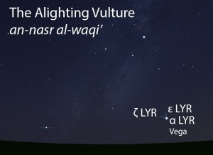 The Alighting Vulture (an-nasr al-waqi') as it appears setting in the west about 45 minutes before sunrise in mid-August.